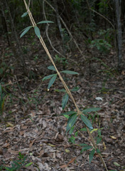 Alyxia spicata
