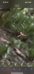 Argyrodes miniaceus
