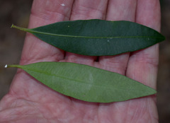 Alyxia spicata