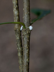 Alyxia spicata