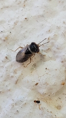 Geocoris megacephalus