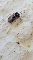 Geocoris megacephalus