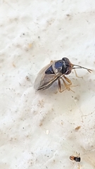 Geocoris megacephalus