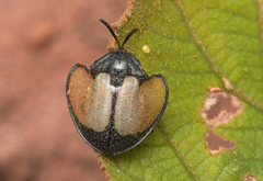 Echoma clypeata