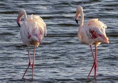 Phoenicopterus roseus