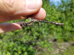 Ophiogomphus colubrinus