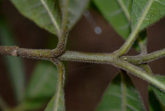 Alstonia muelleriana