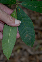 Alstonia muelleriana