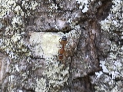 Camponotus snellingi
