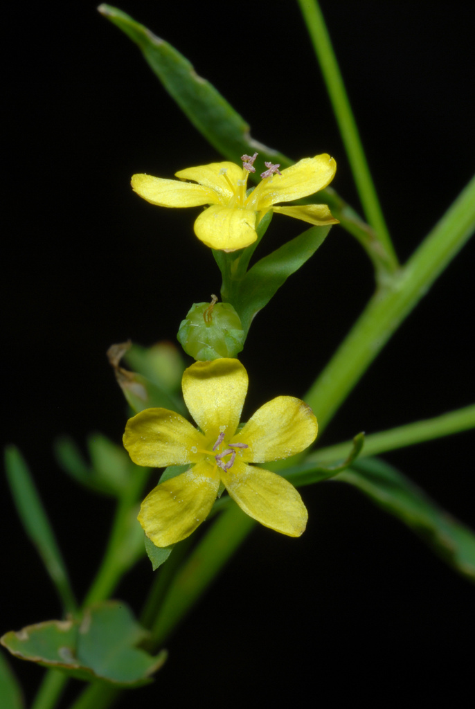 Ridged yellow flax (Linum striatum)