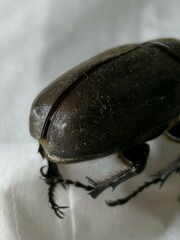 Trypoxylus dichotomus