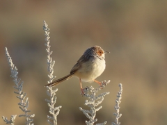 Malcorus pectoralis etoshae