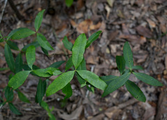 Alyxia spicata