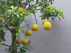 Citrus maxima