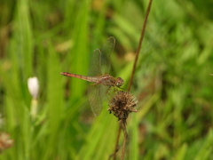 Crocothemis servilia