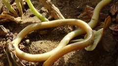 Xerotyphlops vermicularis