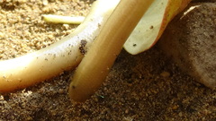 Xerotyphlops vermicularis