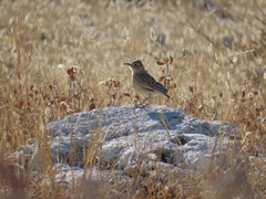 Chersomanes albofasciata erikssoni