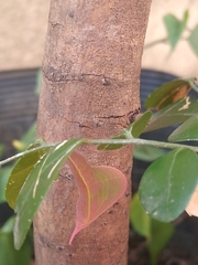 Phoebis philea