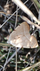 Astegania honesta