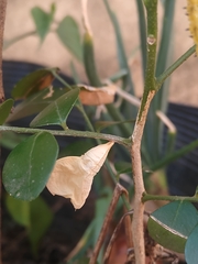 Phoebis philea