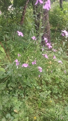 Hesperis pycnotricha