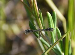 Buckleria paludum