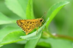 Ampittia dioscorides