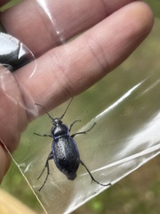 Carabus serratus
