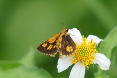 Ampittia dioscorides