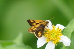 Ampittia dioscorides