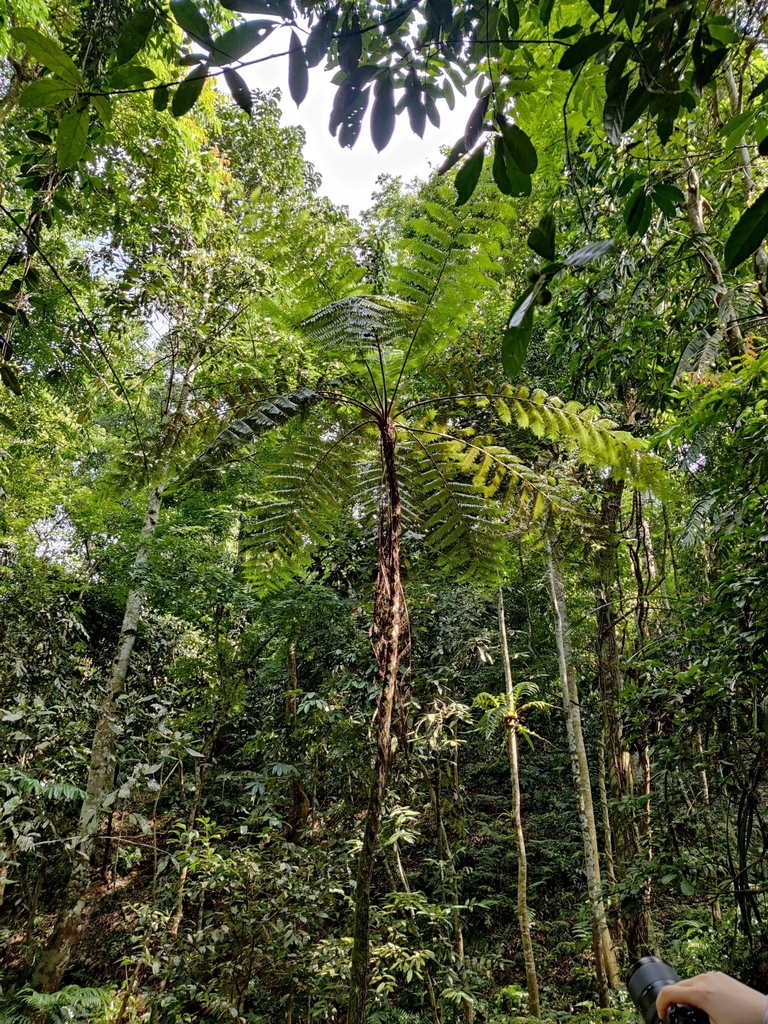 Gymnosphaera henryi (Gymnosphaera henryi)
