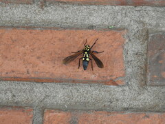 Orcynia calcarata