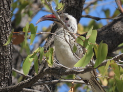 Tockus damarensis