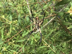 Argiope aurantia