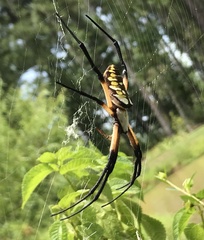 Argiope aurantia