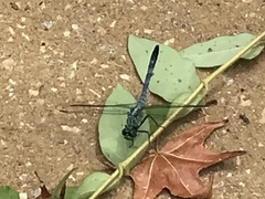 Erythemis simplicicollis