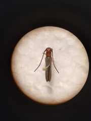 Oberea erythrocephala