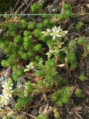 Sedum gracile