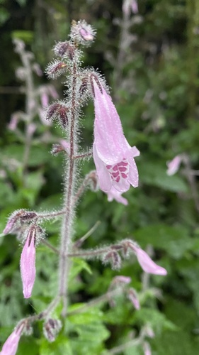 Isoglossa laxa image