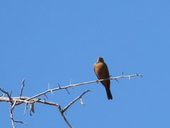 Emberiza tahapisi nivenorum