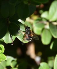 Eristalis cryptarum