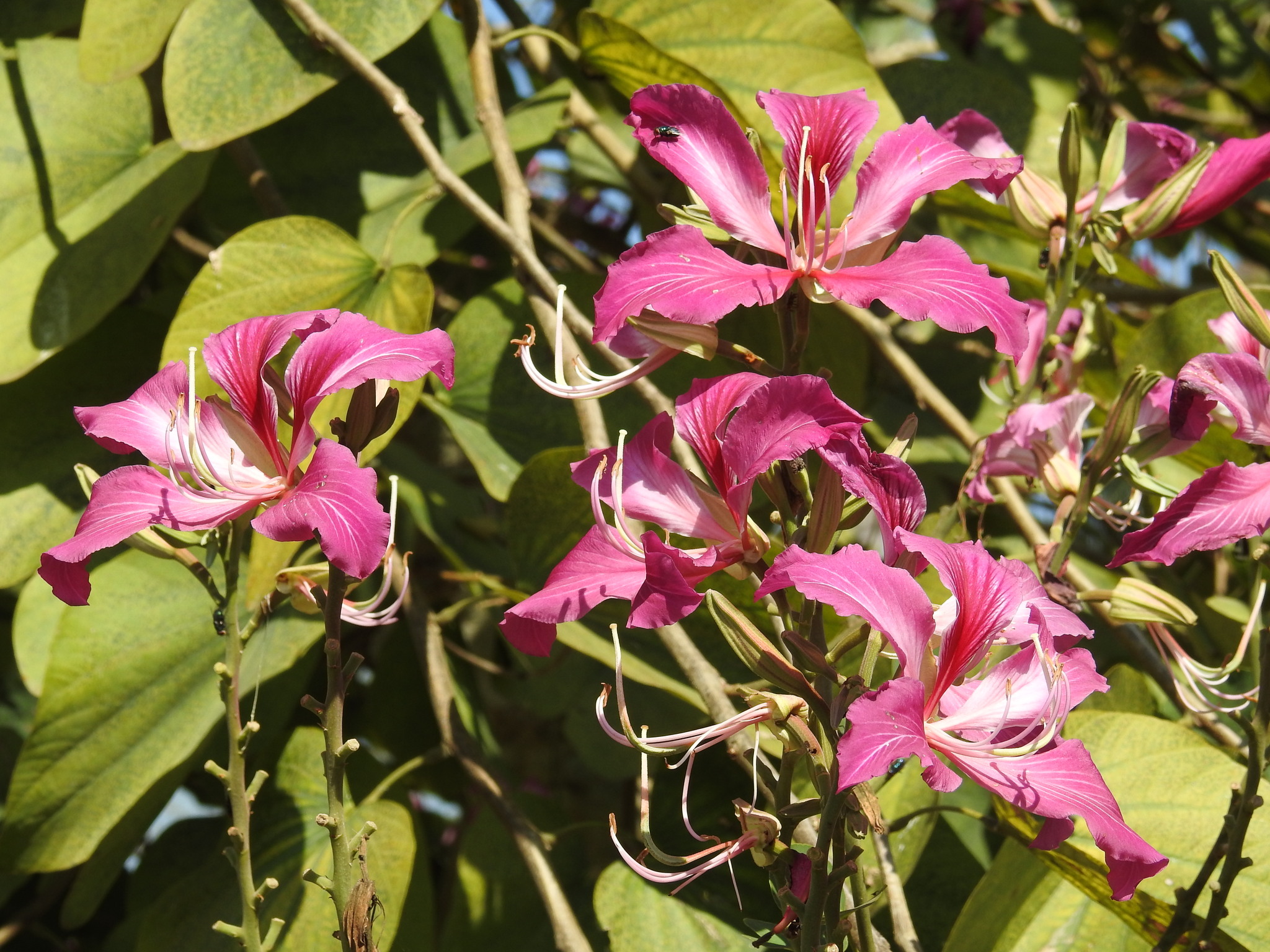 Bauhinia blakeana