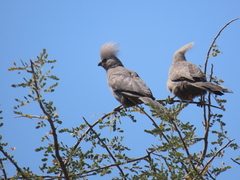 Corythaixoides concolor pallidiceps