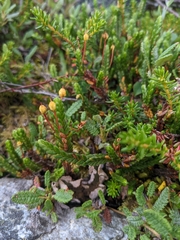 Cassiope tetragona