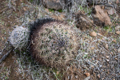 Eriosyce coimasensis