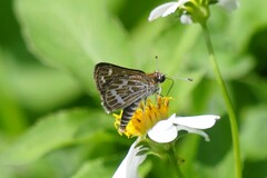 Taractrocera maevius