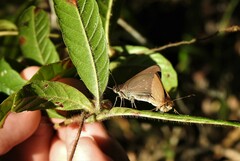 Hesperiinae