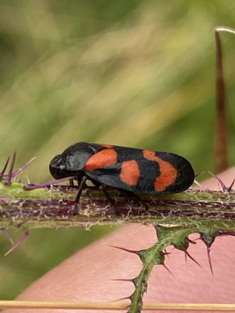 Common Froghopper