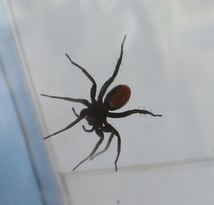 Castianeira descripta